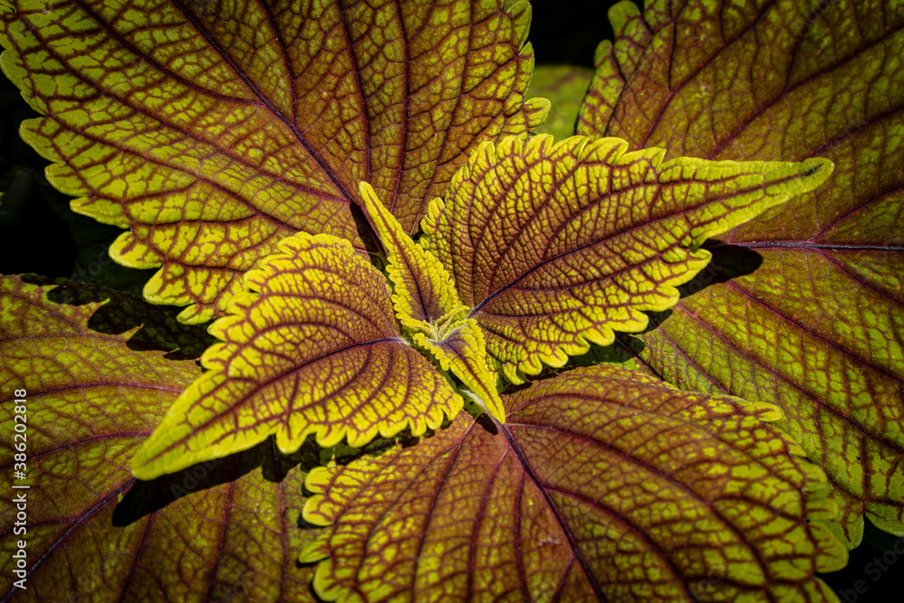 Obraz premium Farbenfrohe Bundnessel