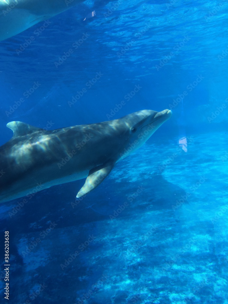 Delfin agua mar azul nadar
