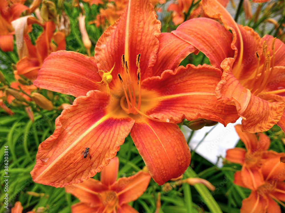 Orange day lily in the summer garden with a green background; hemerocallis fulva Orange day lily in the summer garden with a green background; hemerocallis fulva