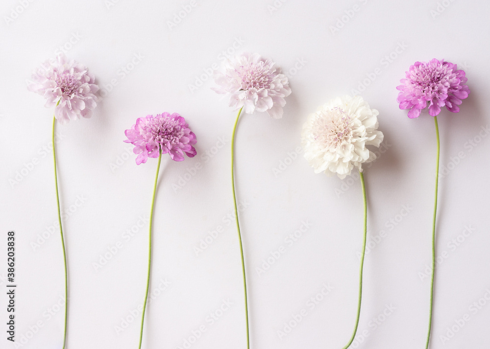 Fototapeta premium Group of white purple and pink scabiosa flowers on a white background. Beautiful floral background, flat lay