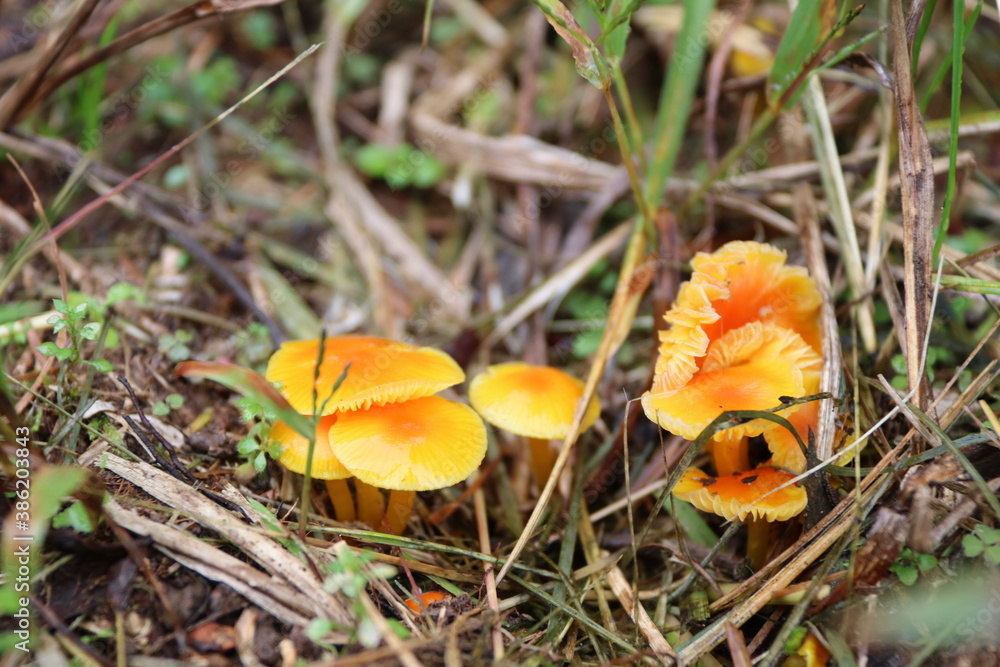 orange cap mushroom orange cap mushroom