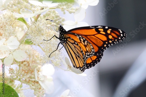 profile view of viceroy butterfly on delicate white flowers