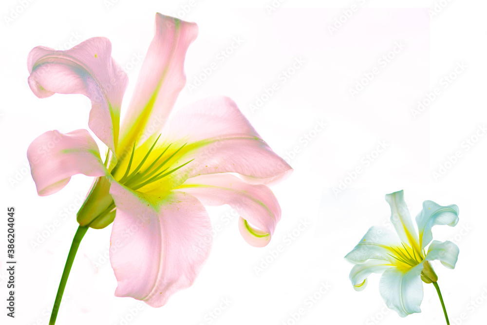 Bright lily flowers isolated on white background.