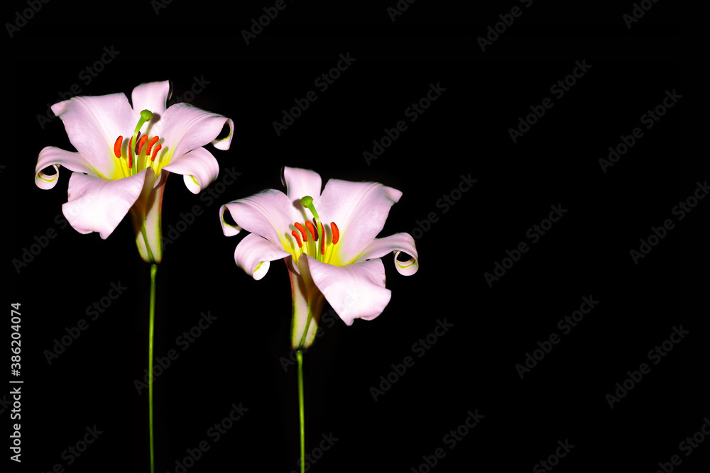 Bright lily flowers isolated on black background.