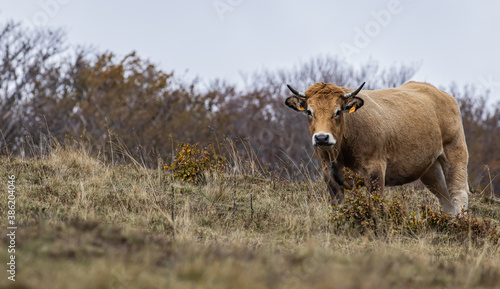 vache de race aubrac © Olympixel
