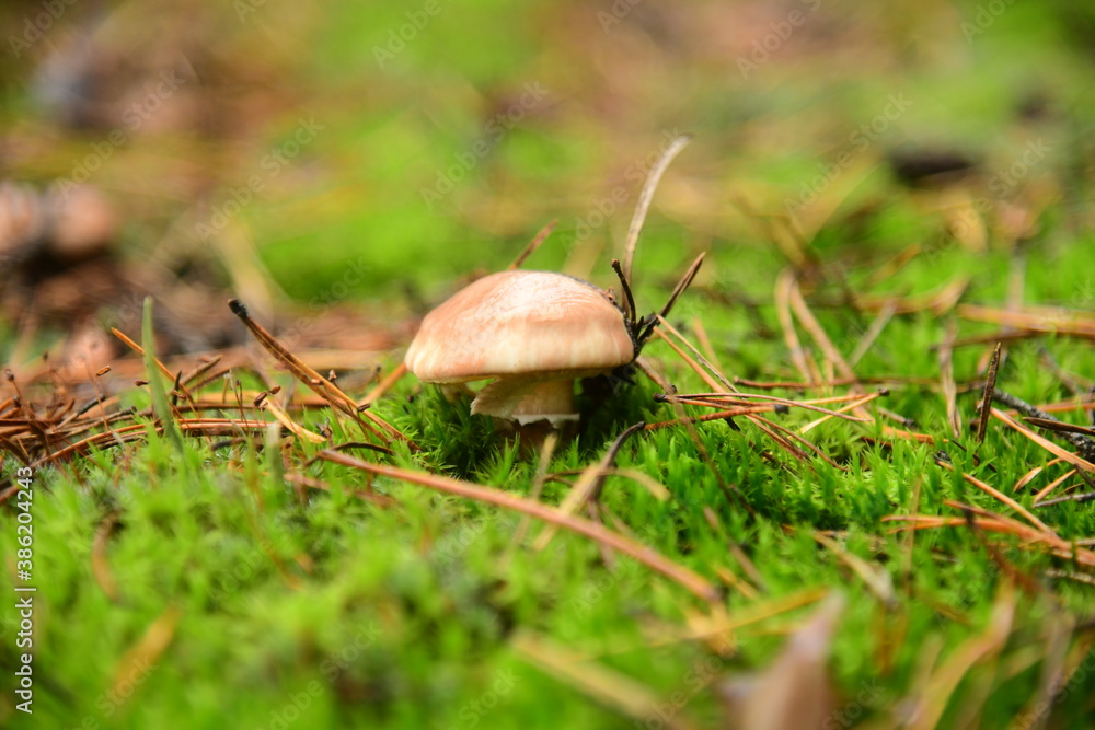 The edible young mushroom of Suillus growing in moss in the coniferous forest The edible young mushroom of Suillus growing in moss in the coniferous forest