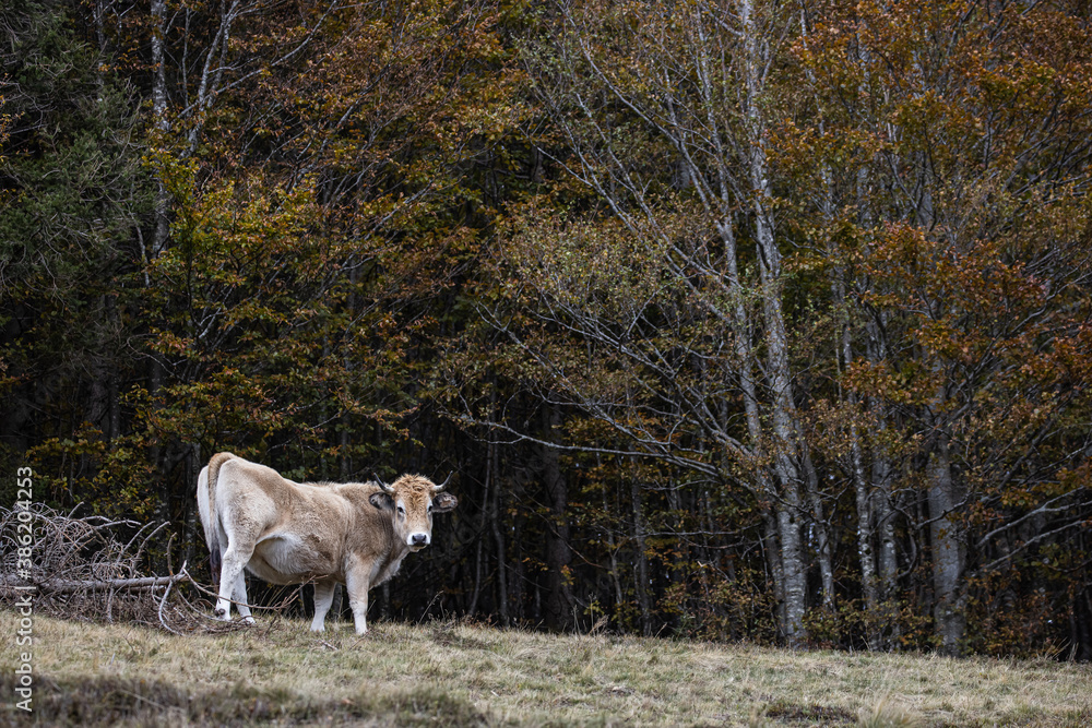 vache de race aubrac vache de race aubrac