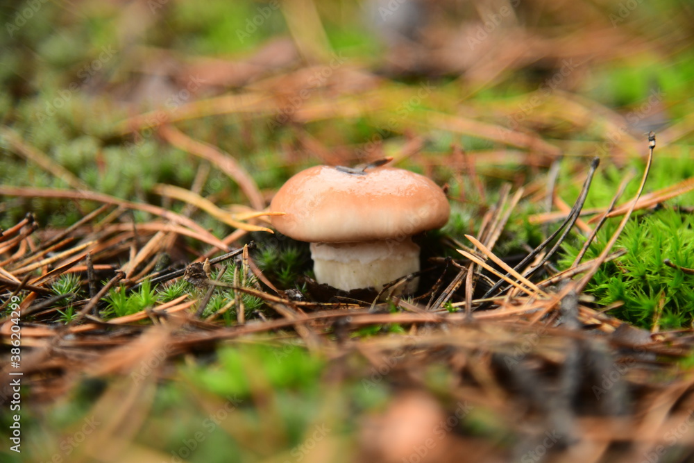 The edible young mushroom of Suillus growing in moss in the coniferous forest The edible young mushroom of Suillus growing in moss in the coniferous forest