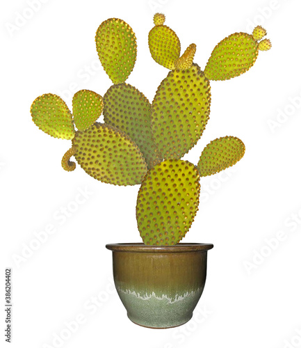 Close up of opuntia cactus in pot