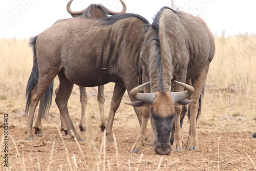 Photo taken in Lion and Safaripark  Broederstroom  South Africa.