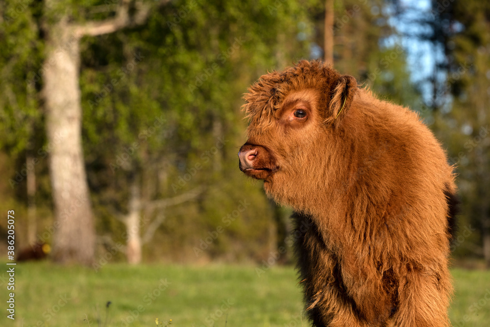 Scottish highland cattle calf staring at camera Scottish highland cattle calf staring at camera