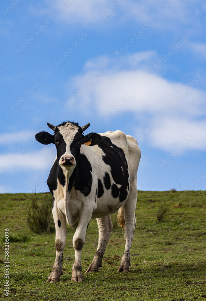 vache noire et blanche