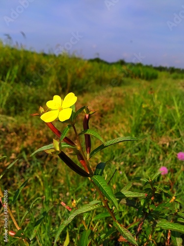 A Yellow flower Ludwigia octovalvis is a herbaceous plant species. Ludwigia octovalvis belongs to the genus ludwigior, and the family downyx plants. photo