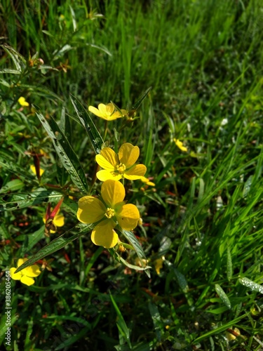 A Yellow flower Ludwigia octovalvis is a herbaceous plant species. Ludwigia octovalvis belongs to the genus ludwigior, and the family downyx plants. photo