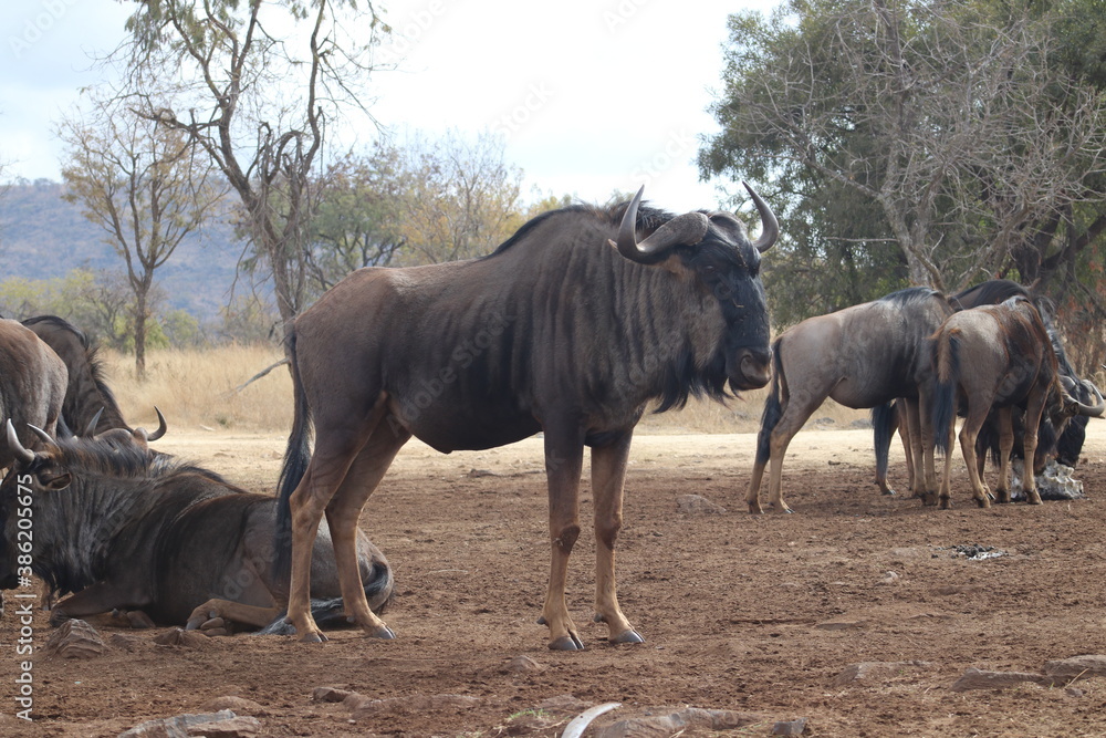 Obraz premium Photo taken in Lion and Safaripark, Broederstroom, South Africa.