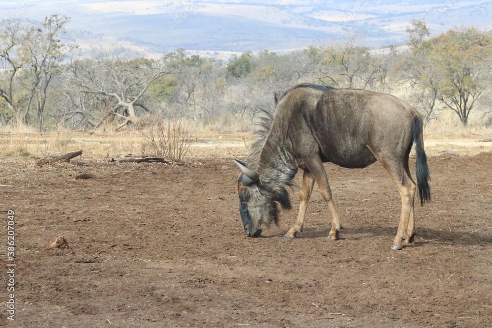 Naklejka premium Photo taken in Lion and Safaripark, Broederstroom, South Africa.