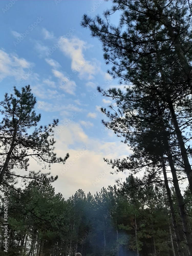 trees and sky