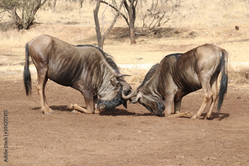 Photo taken in Lion and Safaripark, Broederstroom, South Africa.