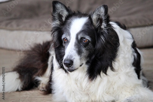 old black and white dog sitting on porch