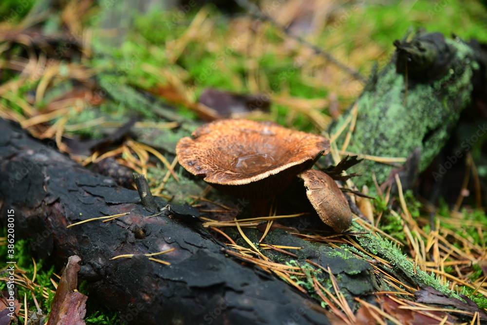 The Polish mushroom in the autumn forest macro The Polish mushroom in the autumn forest macro