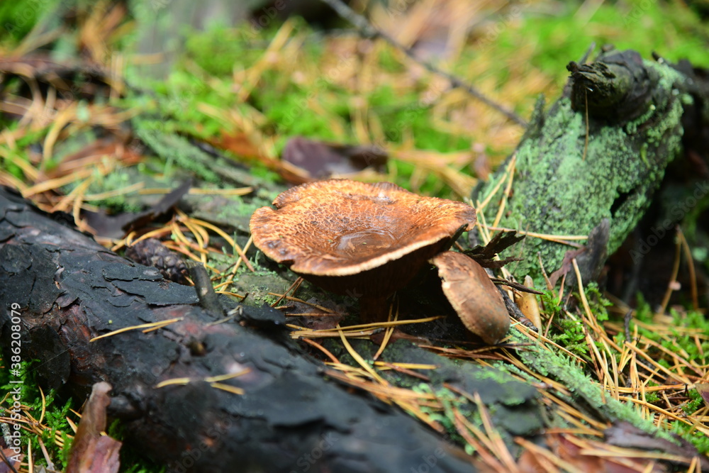 The Polish mushroom in the autumn forest macro