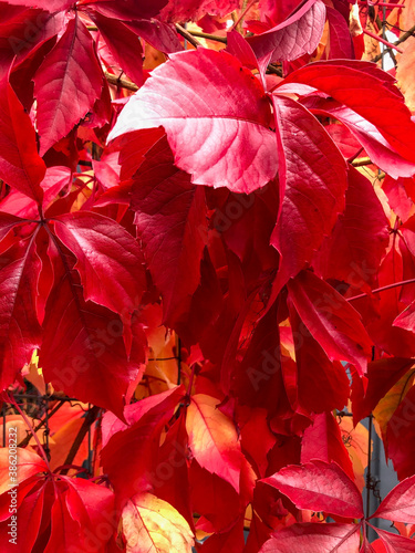 Vibrant red autumnal leaves in The UK.