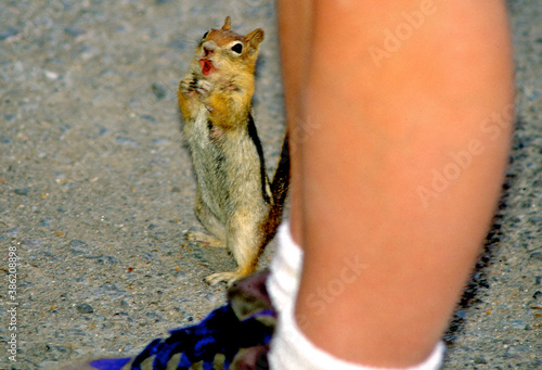 Singing Chipmunk,  Eutamias striatus, at foot of visitor, Crater Lake National Park, Oregon  photo