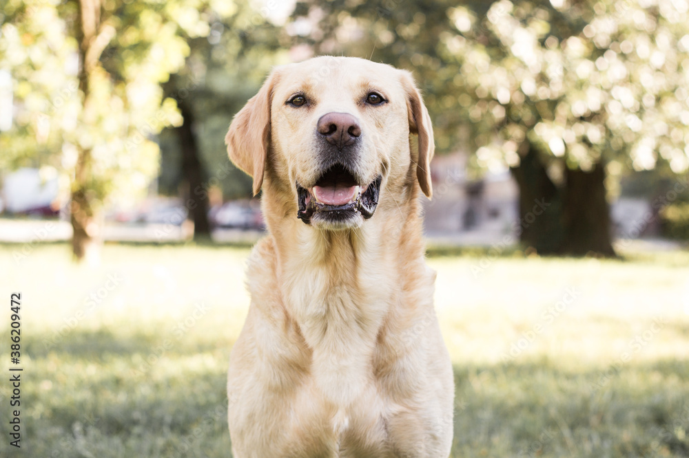 Smiling labrador dog in the city park Smiling labrador dog in the city park
