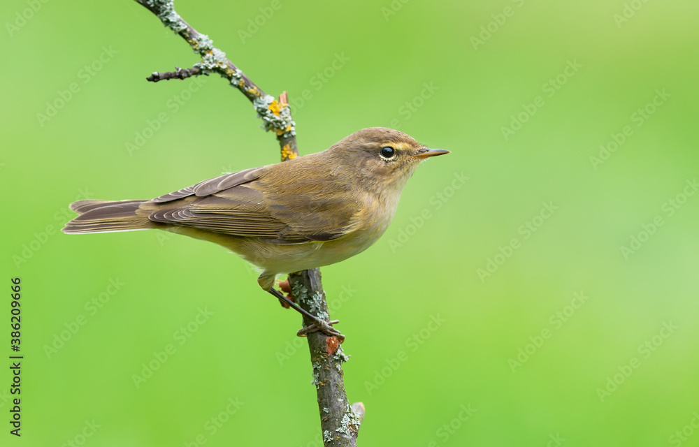 Obraz premium Common chiffchaff (Phylloscopus collybita) posing on small dry twig in autumn time with clean green background