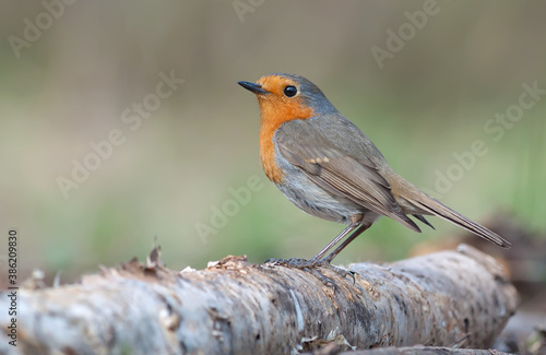Adult European robin (erithacus rubecula) early spring posing on an old birch stock with sweet light 