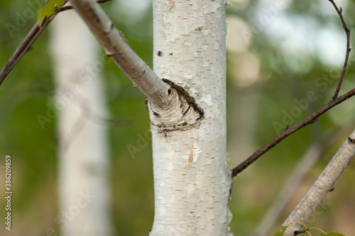 trunk of a young birch with branches close-up against the other birch trees with blurry background, used as a background or texture, soft focus