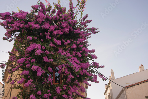 Cadaques, Girona, Spain: detail of old building covered with climbing bougainvillea pink flower during summer horizontal 