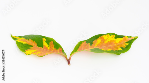 Leaves on a white background