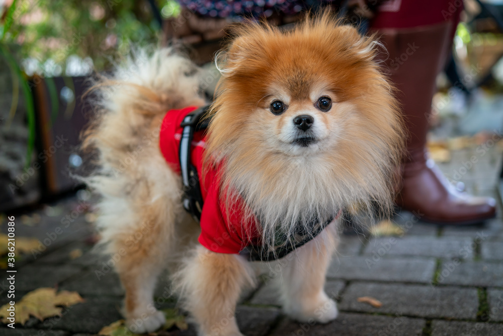 A cute and young pomeranian dog A cute and young pomeranian dog