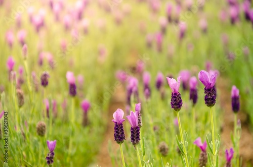 Close up lavender background.