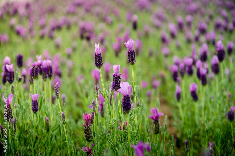 Beautiful flowers background. Lavender flowers. Beautiful flowers background. Lavender flowers.