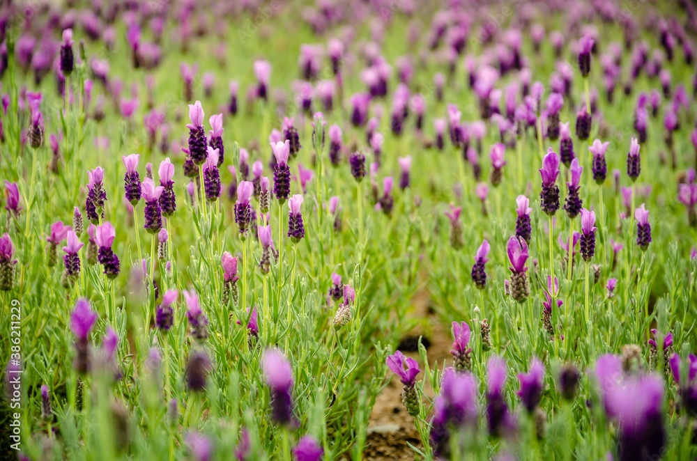 Fototapeta premium Beautiful flowers background. Lavender flowers.
