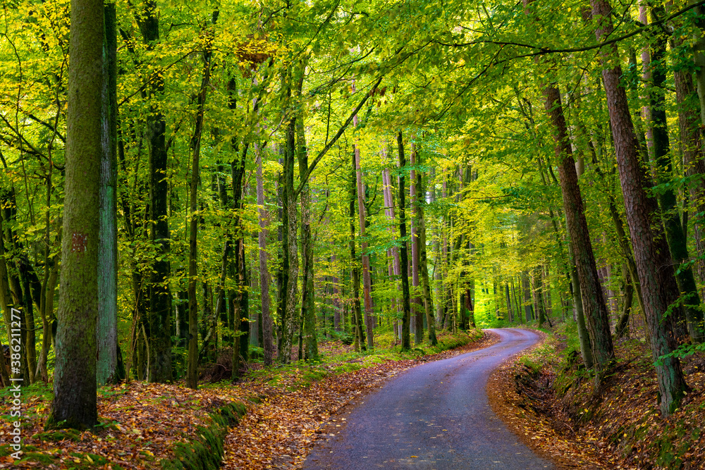 Obraz premium road in the forest