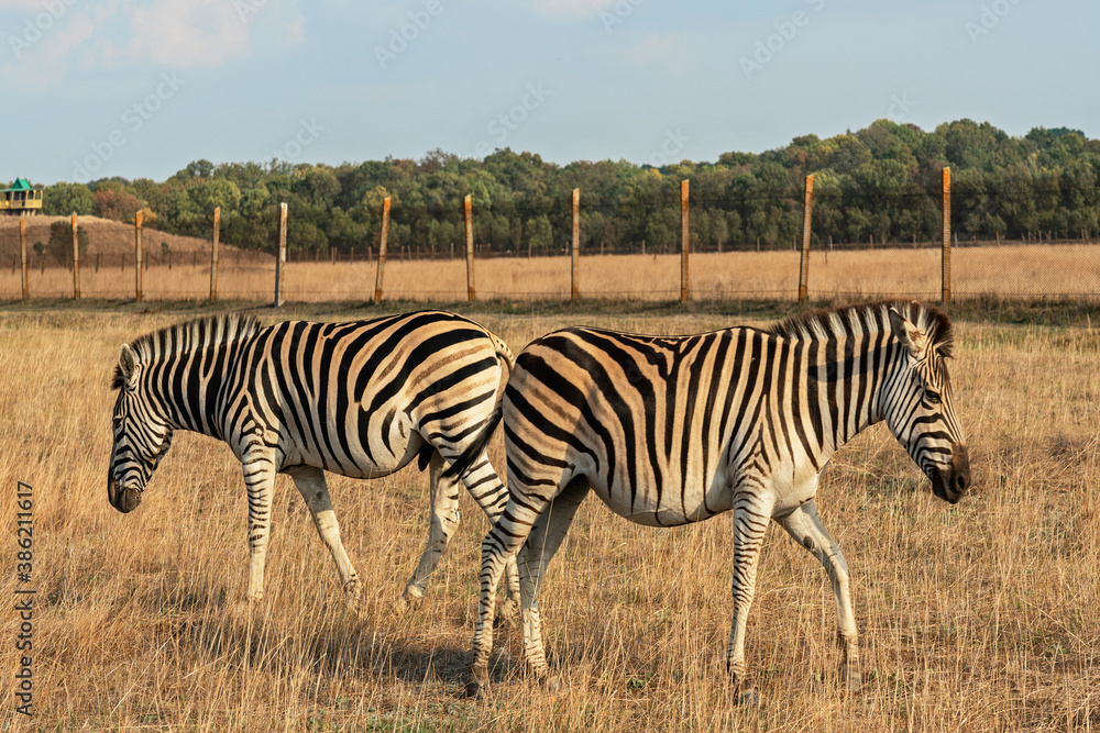 Obraz premium Zebra animals in Askaniya-Nova, Kherson, Ukraine