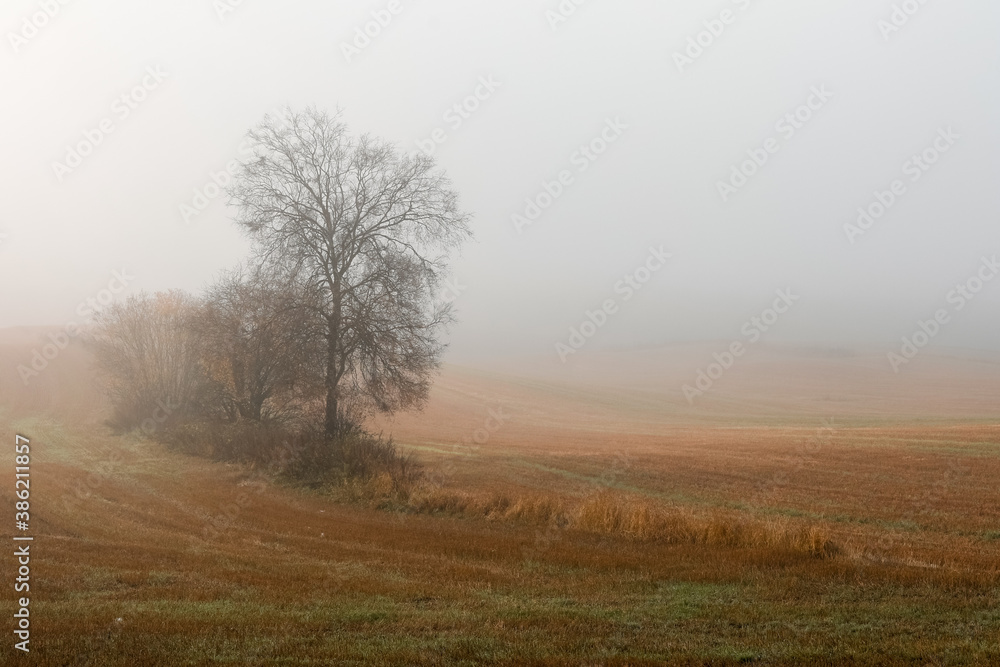 Misty field