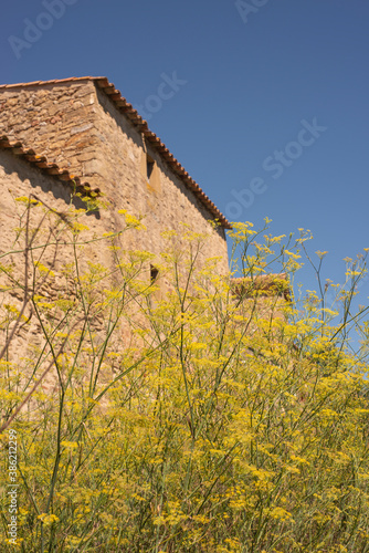 yellow flower field with blue sky and ancient abandoned farmhouse in the background on a sunny day