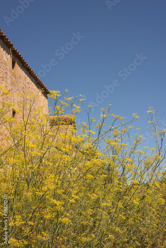 yellow flower field with blue sky and ancient stone wall in the background on a sunny day