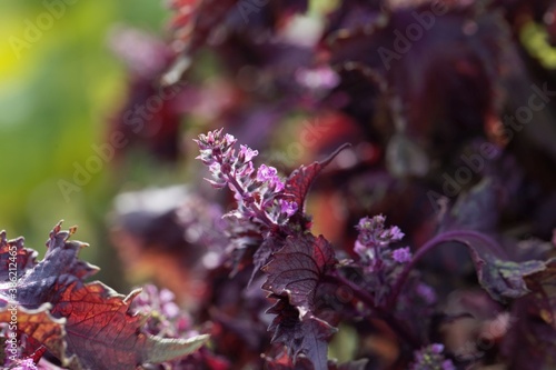 Flower of a red perilla, Perilla frutescens photo