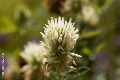 Flower of a Hungarian clover, Trifolium pannonicum