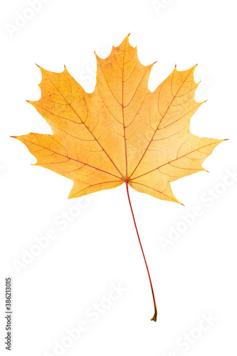 Closeup yellow maple leaf isolated at white background.