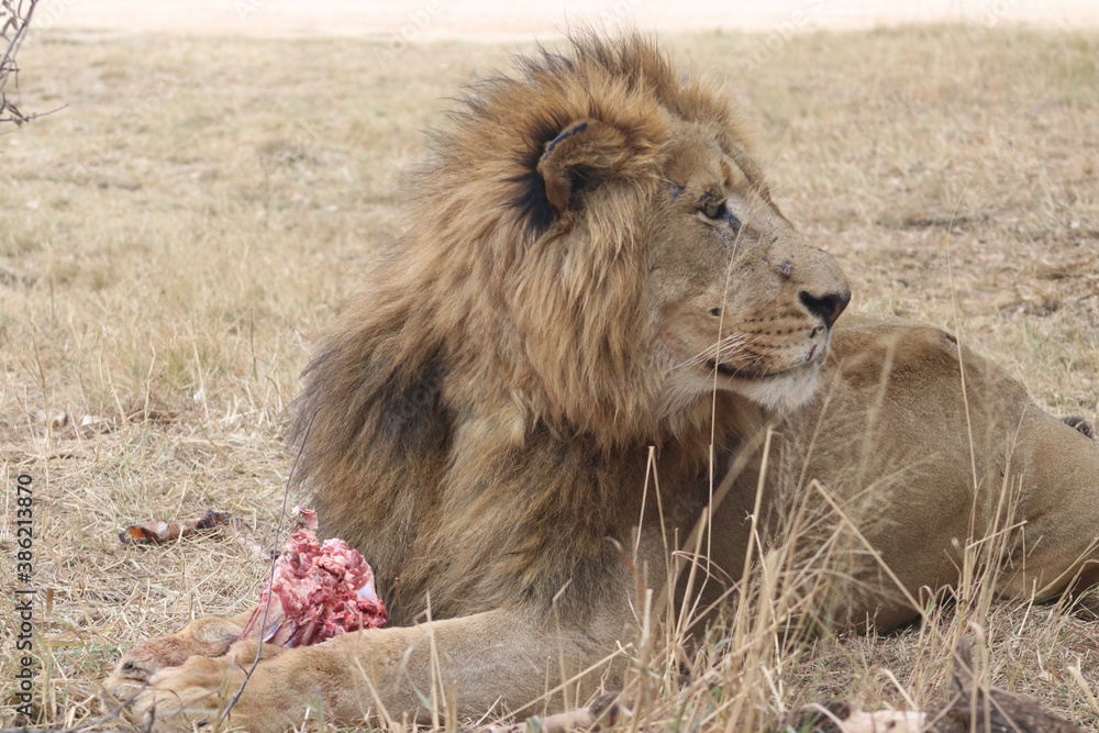 Naklejka premium Photo taken in Lion and Safaripark, Broederstroom, South Africa.