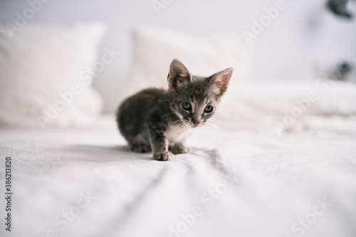 Beautiful and cute furry grey small kitty cat playing on the bed on a sunny day © Krakenimages.com
