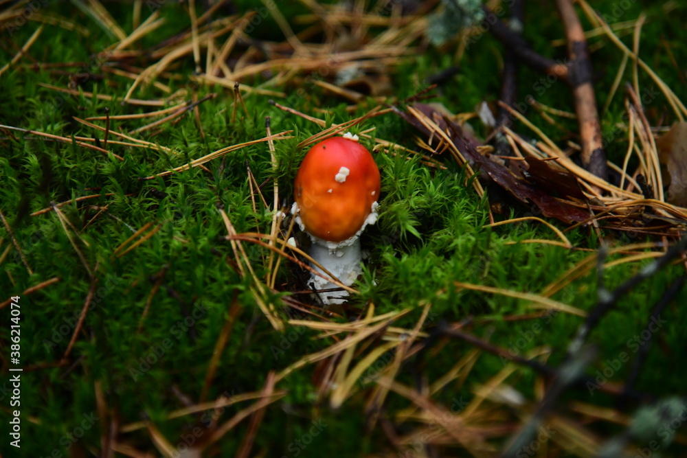 Mushroom red fly-agaric in the autumn forest macro Mushroom red fly-agaric in the autumn forest macro