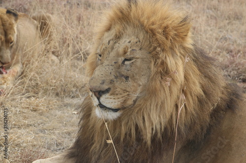 Photo taken in Lion and Safaripark  Broederstroom  South Africa.