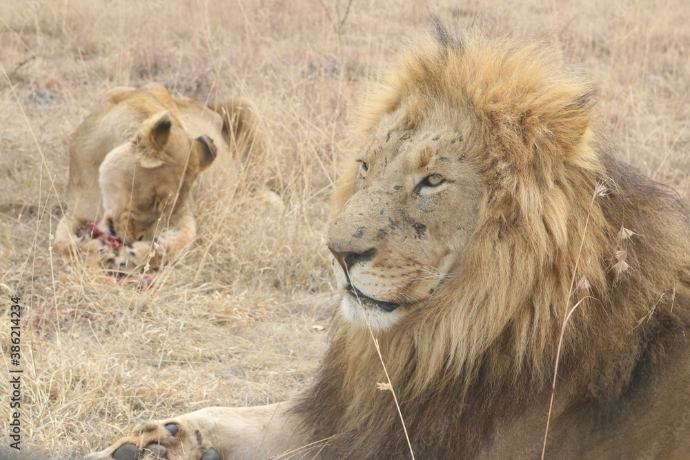 Fototapeta premium Photo taken in Lion and Safaripark, Broederstroom, South Africa.
